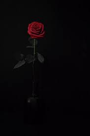 Rosen In Rot Roses In Red Rose Wallpaper Flower Phone Wallpaper Red Roses Wallpaper
