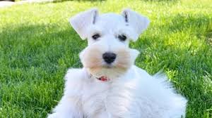 Only guaranteed quality, healthy puppies. White Miniature Schnauzer Puppy Is Adorable Rudy In Training Youtube