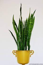 There are some very common poisonous plants for dogs found in our homes or gardens. Snake Plant Care How To Grow This Diehard Houseplant