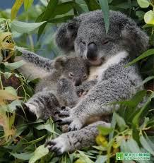 A Baby Koala Cuddling With Its Mother Cute Animals Koalas Koala