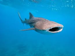 So basically find as many words using these letters but only use each one once for example if i wrote front i couldn't use f,r,o,n,t again for the other words. A Whale Shark Was Caught On Camera Trying To Mate But Failed