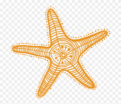 Ver más ideas sobre estrella de mar, mar, estrellas. Drawing Starfish Detailed Estrella De Mar Clipart Hd Png Download 692x645 6582666 Pngfind