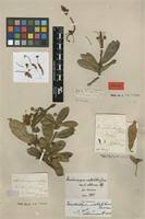 Image result for Acridocarpus natalitius