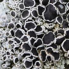 Image result for Physotrichia