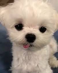 Beni Doyursana Lutfen Destek Icin Begen Ve Takip Et Cicipatiko Kopek Yavrukopek Kopekbesleme Video Funny Animal Videos Cute Baby Dogs Puppies