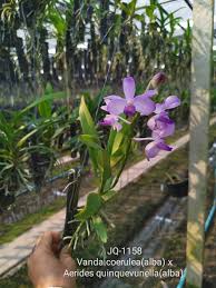 Image result for Vanda coerulea