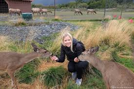 Wilderness, wildlife & glacier experience. Anchorage Seward Highway Alaska Wildlife Center Usa
