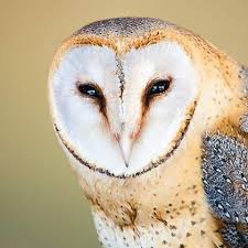 Bird That Sounds Like An Owl In The Morning Good Morning Owl Family Goodmorning Owls Owlphotography Nature Iloveowls Naturephotography Wildlifephotography Barn Owl Owl Photography Bird Photo