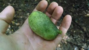 Check spelling or type a new query. Pawpaw Small Tree Big Impact U S National Park Service