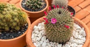 It can take a saguaro up to ten years to become just an inch tall. When You Think Of Cactus Plants You Probably Picture A Plant Alone In The Desert With Spikes On It This Cactus Plants Indoor Cactus Plants Christmas Cactus