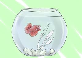 How To Clean A Betta Fish Bowl Betta Fish Bowl Betta Fish Fish Bowl