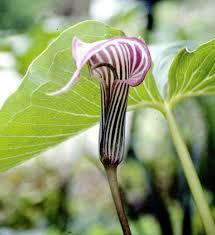 Image result for Arisaema