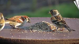 Als das futter knapp wurde, haben sich die urfinken auf verschiedene. Premium Artenfutter Gimpel Und Andere Finkenarten Youtube