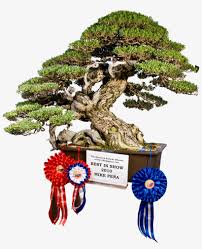 Image result for Pemphis