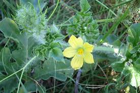 Image result for Citrullus lanatus