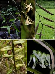 Image result for Tridactyle anthomaniaca