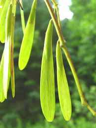 Ash flowers have no petals. Fraxinus Americana White Ash Go Botany