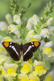 North American Butterfly Adelpha Bredowi On Snapdragon Snapdragon Flowers Purple Butterfly Beautiful Butterflies