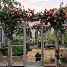 Our menagerie bare root rose collection is perfect for the rose aficionado and novice gardener alike. Patina Farm Roses Velvet Linen