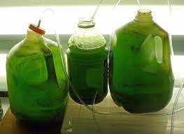 Phytoplankton Culture Aquaponics Aquaponics System Saltwater Aquarium