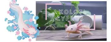 Axolotl golden albino axolotl yellow axolotl cute panda. Axolotl Cyprus Posts Facebook