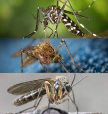 Piqûre d'insecte qui enfle : Comment Soigner Une Piqure De Moustique Qui Gonfle Et Chauffe