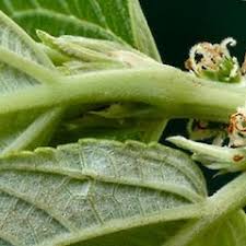 Image result for Pouzolzia guineensis