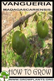 Image result for Vangueria