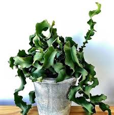 The seeds can be planted on sand and takes 20 hours to grow. Epiphyllum Curly Sue Guatemalense Monstrose Ep16 Plant Aesthetic Blooming Succulents Pretty Plants