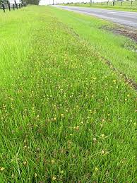 Image result for Lotononis bainesii