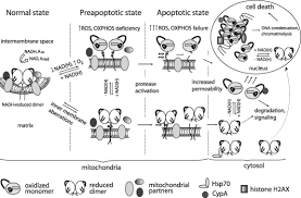 Unlike many other pest control companies in the liberal, kansas, and guymon, oklahoma. Apoptosis Inducing Factor Structure Function And Redox Regulation Abstract Europe Pmc
