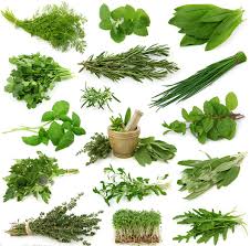 Image result for tanaman herbal dan manfaatnya