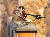 Ducks Unlimited: Lewis County Gun Bash