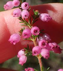 Image result for Hippocratea graciliflora