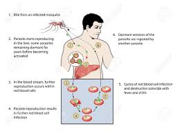 Malaria Infektion Von Muckenstich Durch Parasiten Reproduktion In Der Leber In Blutstrom Den Standby Parasiten Von Einem Anderen Moskito Aufgenommen Lizenzfrei Nutzbare Vektorgrafiken Clip Arts Illustrationen Image 30685127