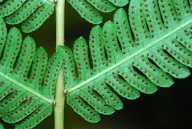 Image result for Pseudocyclosorus