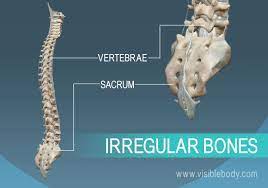 Vertebra And Pelvis Examples Of Irregular Bones Of The Human Body Types Of Bones Human Bones Anatomy Basic Anatomy And Physiology