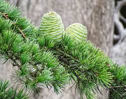 Cedrus deodara - Classification and types of forest || Study knight 