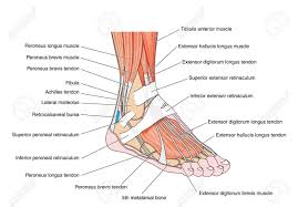 Foot And Ankle Muscle Anatomy Tendons And Muscles Of The Foot And Ankle Including The Bones Muscle Anatomy Ankle Tendonitis Ankle Anatomy