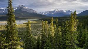 Google map of saskatchewan river crossing. Rugged Canadian Rocky Mountains With A Forest And River In The Valley Banff National Park Saskatchewan River Crossing Alberta Canada Fascinating Journey Stock Photo 230971602