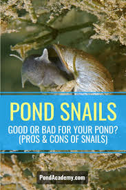 Is the dung beetle good or bad for your garden plants? Pond Snails Good Or Bad For Your Pond Pros Cons Of Snails Pond Snails Pond Container Pond