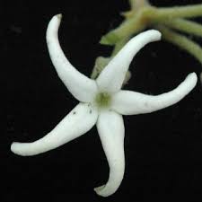 Image result for Orthanthera