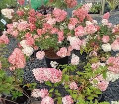 Image result for hydrangea paniculata vanille fraise