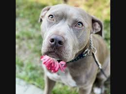 Free puppies and puppies for adoption on here come from world reknown breeders that are looking for homes that would adopt these puppies for free, be sure to scroll through our listings for free puppies. Roseville Pets Up For Adoption Meet Summer More Roseville Ca Patch