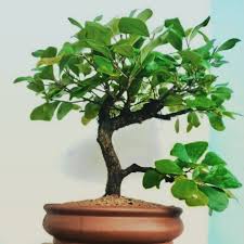 After carving, quickly brush away sawdust or wood shavings. Bonsai Srilanka E T I S A L A T 8 Years Old Broom Facebook