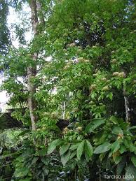 Image result for Crateva