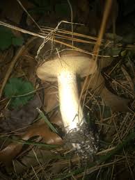 Image result for Suillus weaverae