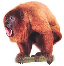 Monkeys, monkeys, and more monkeys!quiz 1. Primates Quiz Quiz About Primates Dk Find Out
