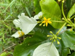 Image result for Strychnos gossweileri