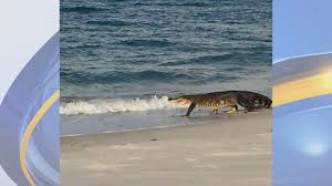With two beachfront properties (the beach club and turquoise place), spectrum resorts ensures you'll never have to leave the resort to have an amazing. Alligator Spotted On West Side Of Dauphin Island